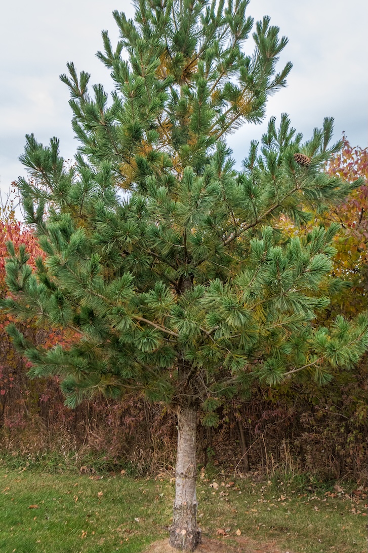 Eastern White Pine